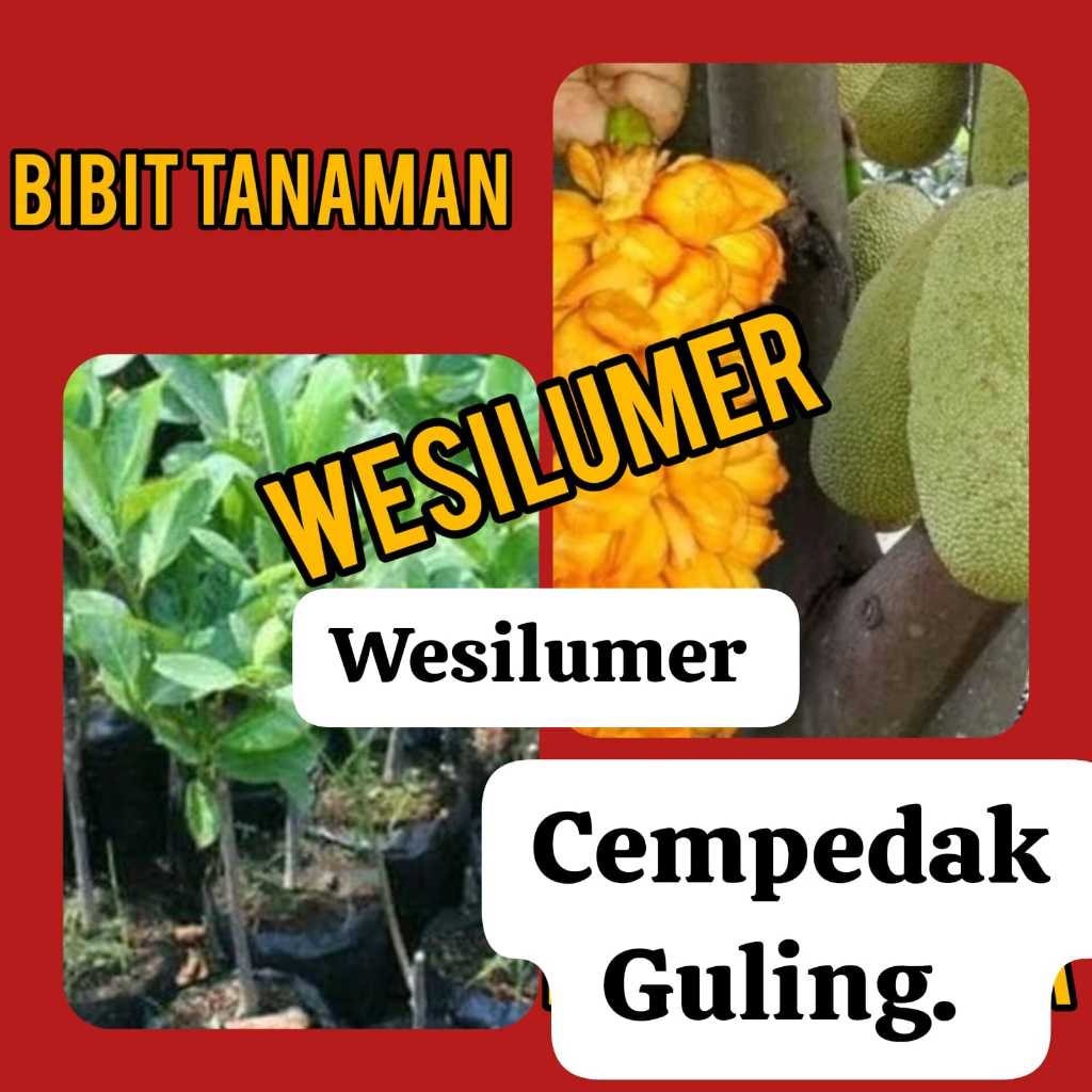 Bibit Cempedak Guling 40-50 cm