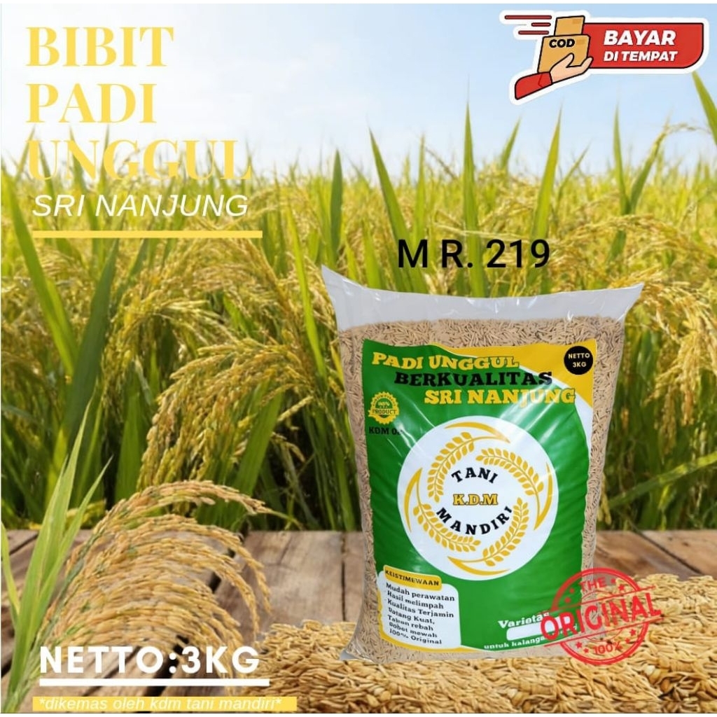BIBIT PADI UNGGUL MR 219 KEMASAN 3KG PADI KUALITAS UNGGUL