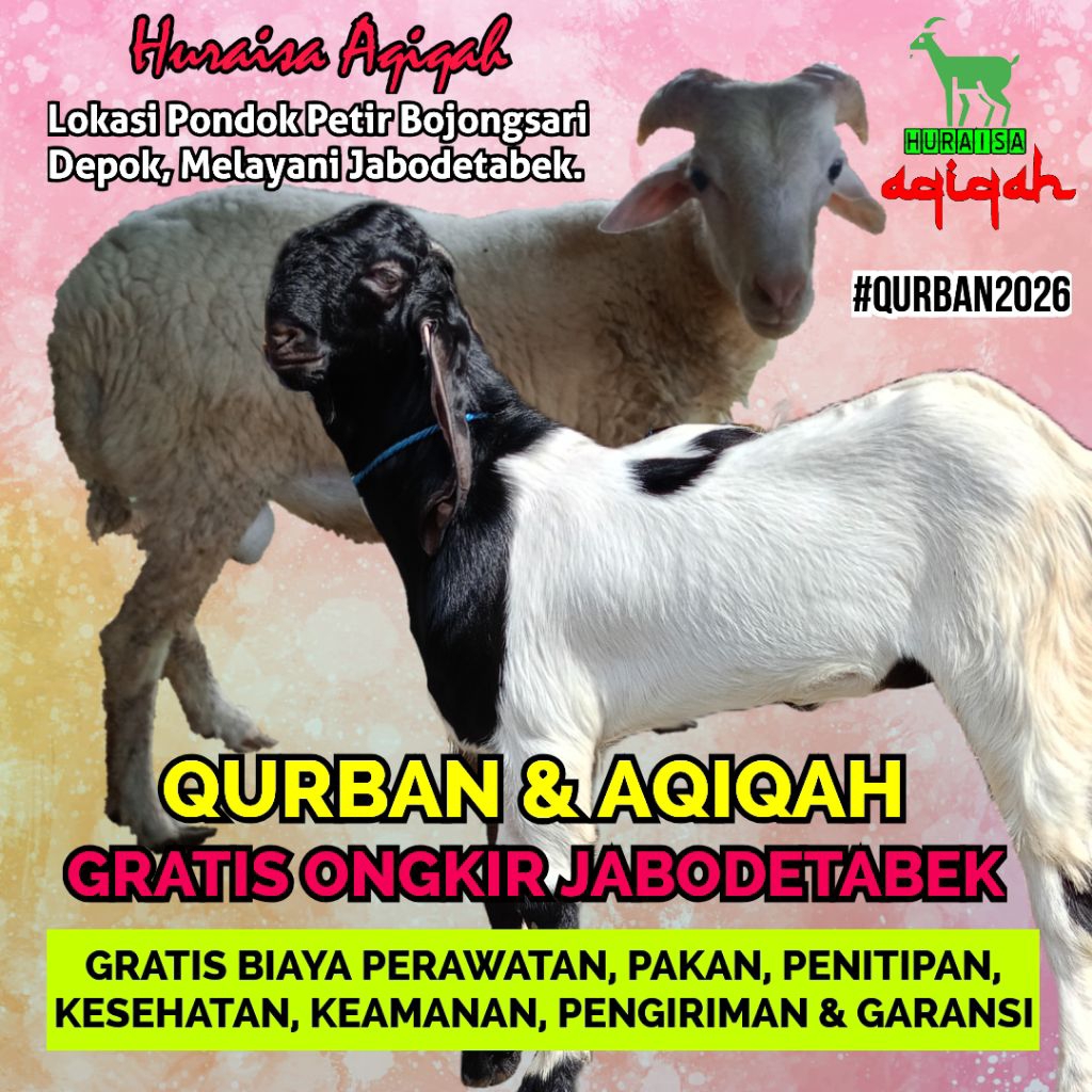 Kambing Qurban / Kambing Aqiqah / Domba Qurban / Domba Aqiqah / Kambing Jantan / Kambing Betina / Do