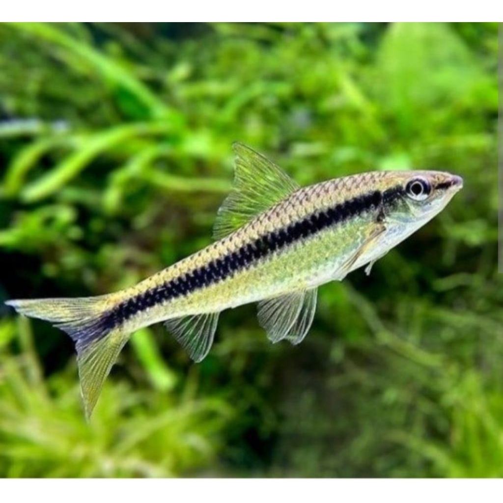 TERLARIS, Ikan SAE (Siamese Algae Eater) ikan hias air tawar aquarium aquapece.