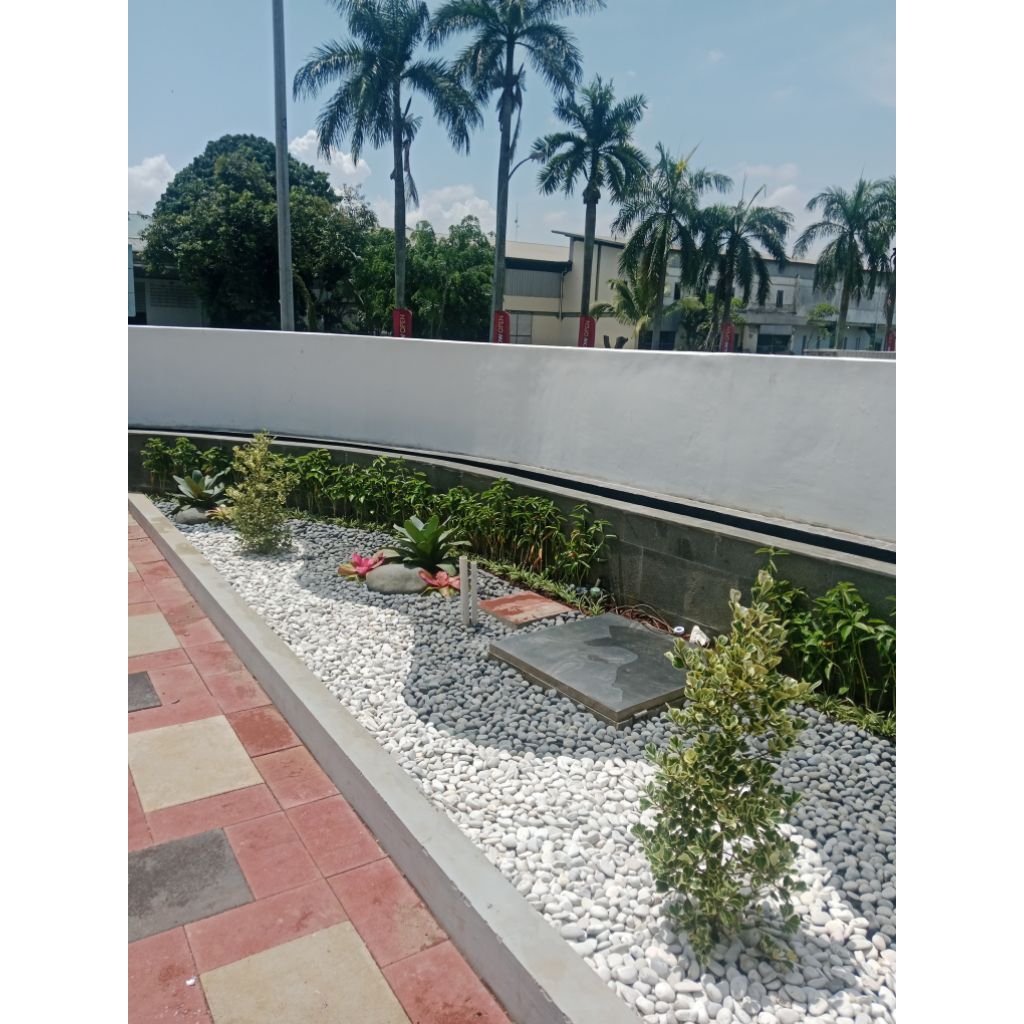 taman bonsai cemara udang