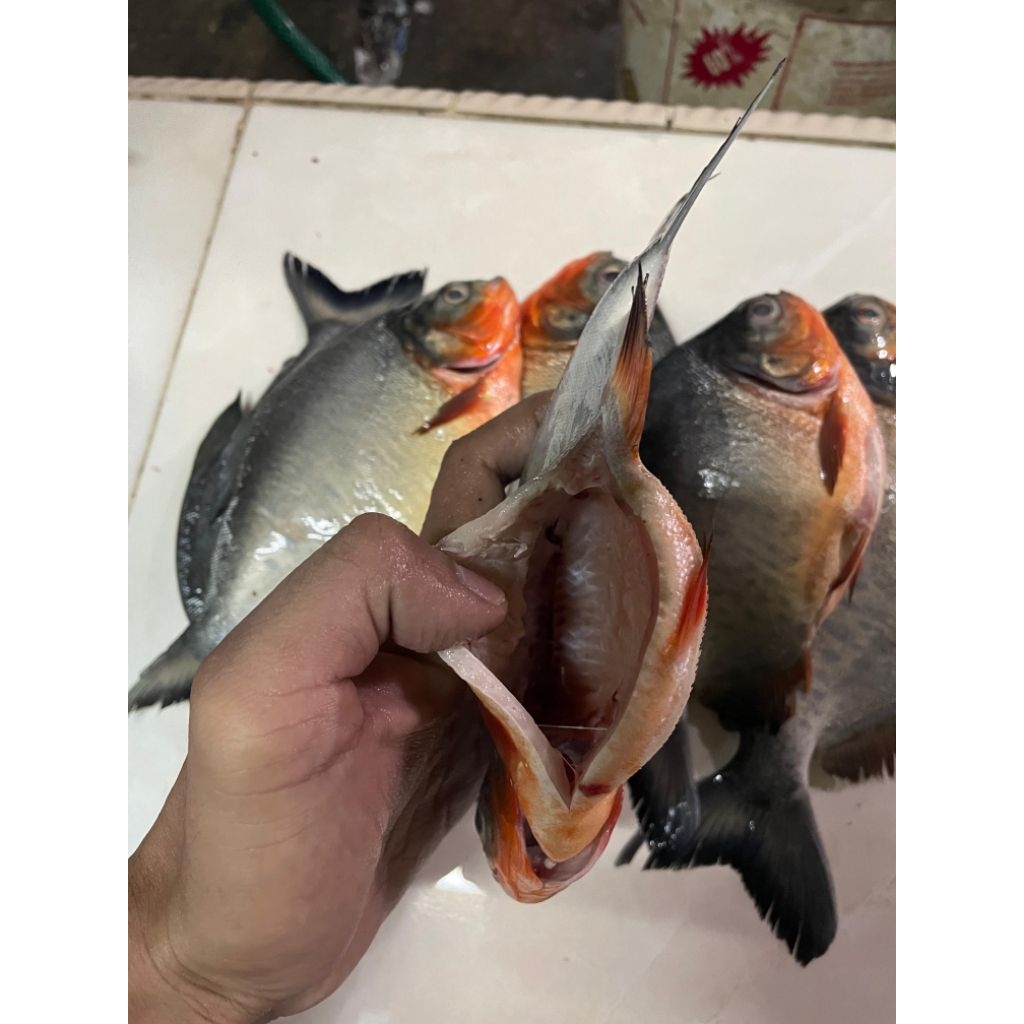 IKAN BAWAL 1 KG .Fress TANPA INSANG TANPA ISI PERUT ( SUDAH BERSIH )