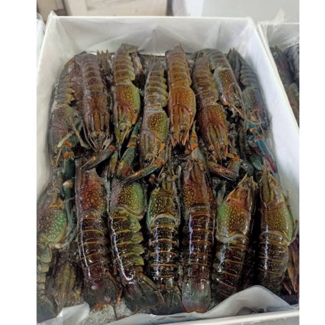 LOBSTER TAWAR 1KG FROZEN
