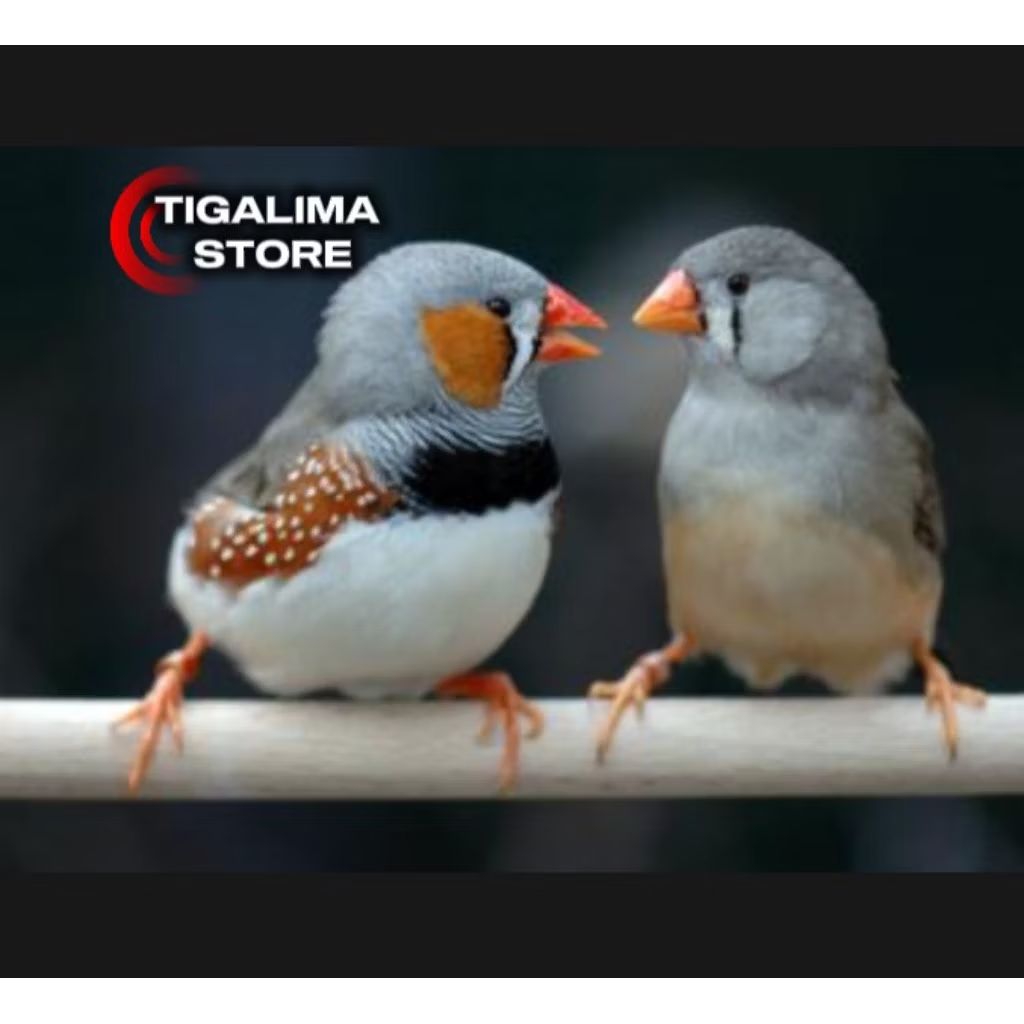 BURUNG ZEBRA FINCH SEPASANG