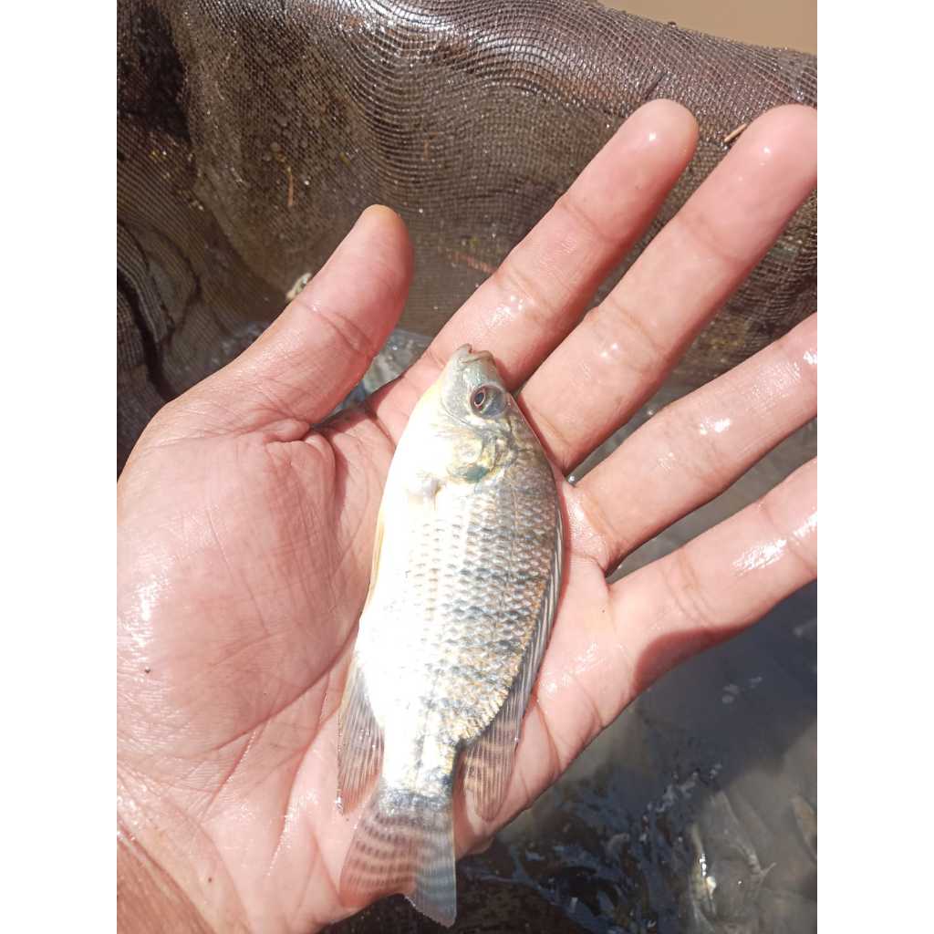 benih ikan nila kekar 2 jari per 1 kg