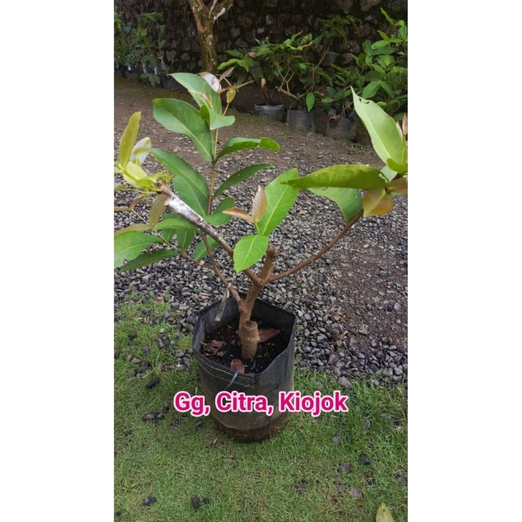 Bibit Jambu Air Kombinasi 1 Pohon 3 Jenis