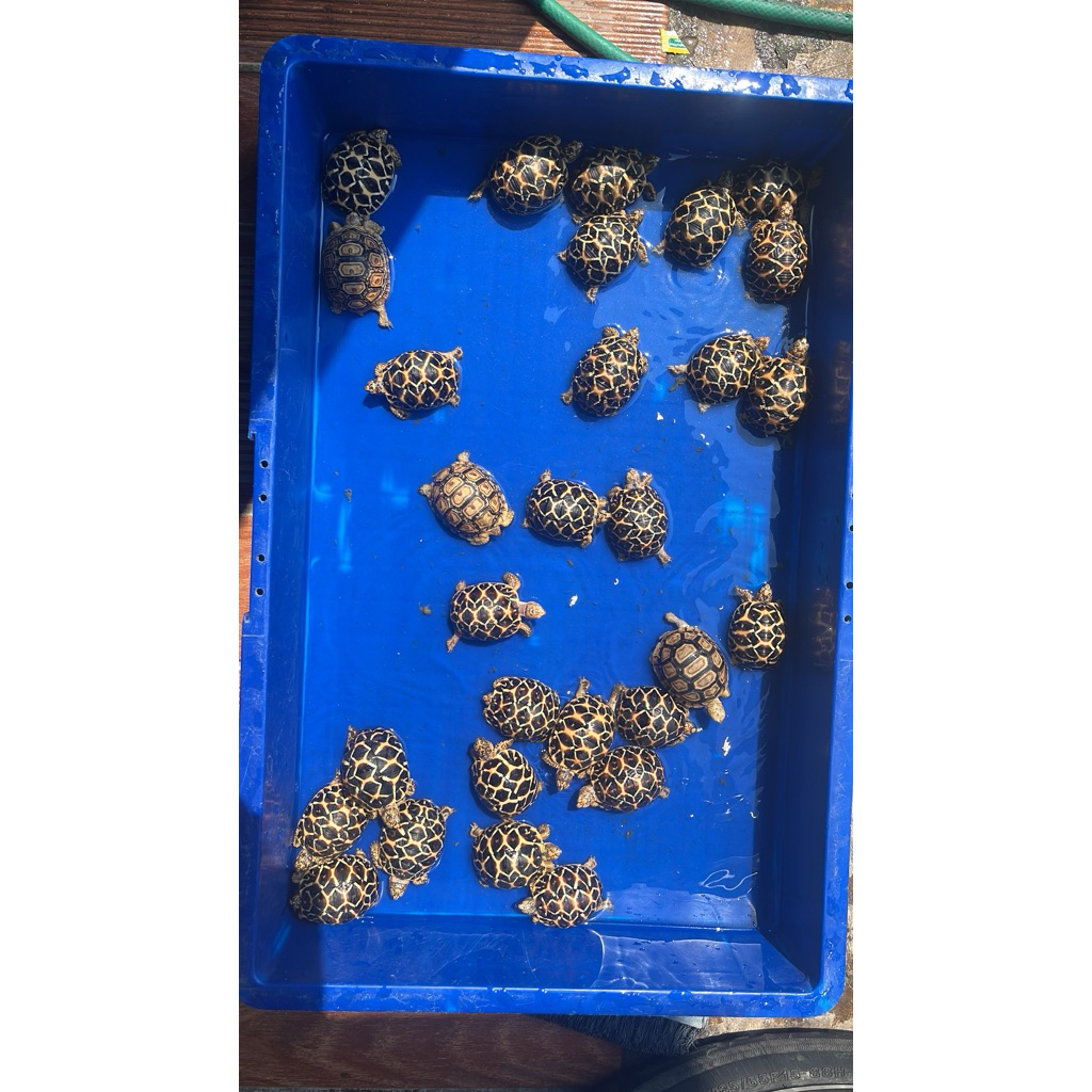 pelet kura kura indian star 6cm