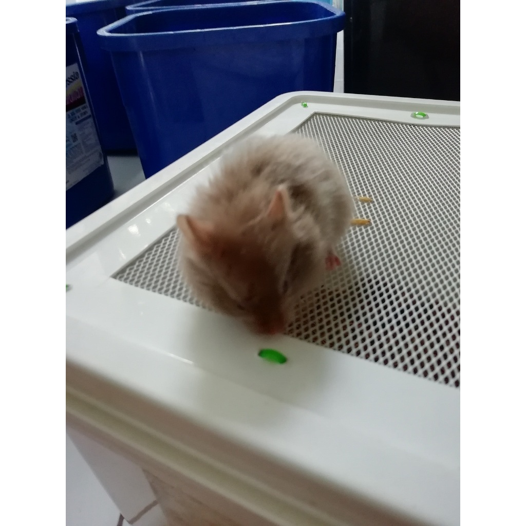 HAMSTER SYRIAN SATIN 1 LONG HAIR