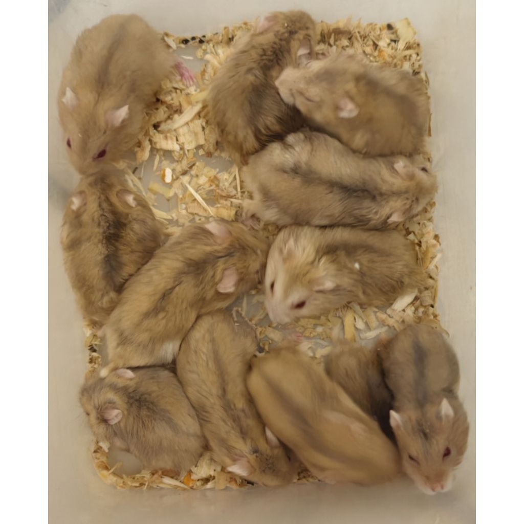 Hamster jenis winter white Blue argente mata merah