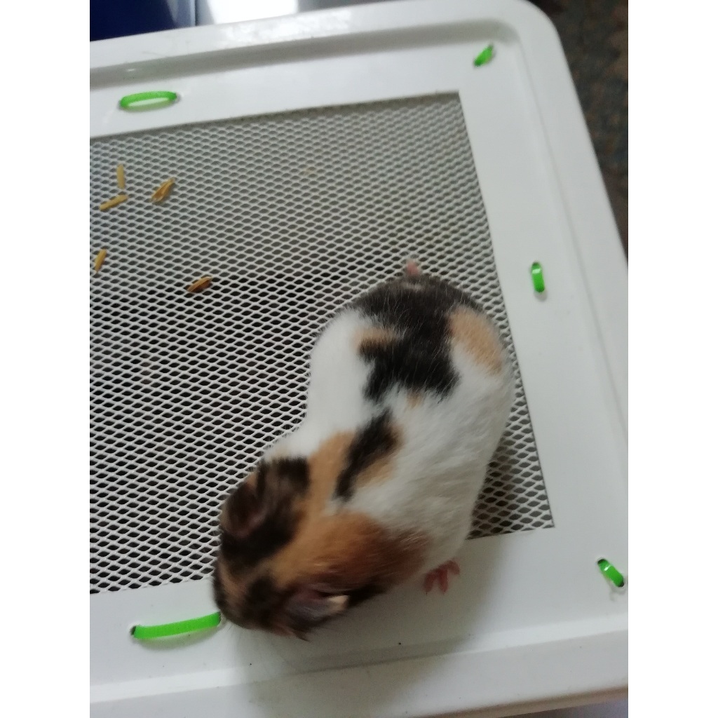 HAMSTER SYRIAN TRICO SHORT HAIR