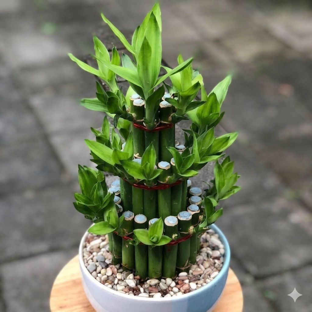 Bambu Hoki | Bambu Cina | Tanaman Hias Sri Rejeki