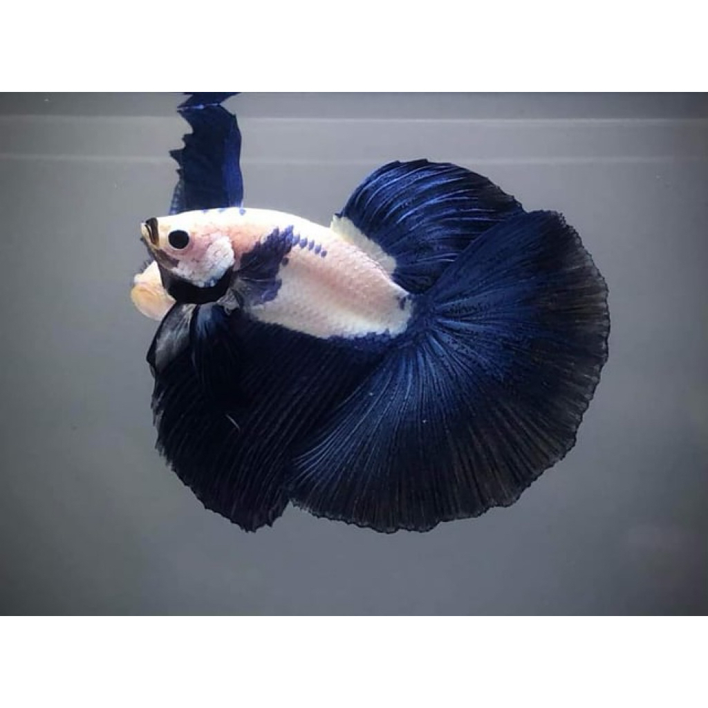 Ikan Cupang Halfmoon - BLUERIM, Jantan, Size Besar, Hiasan Aquarium