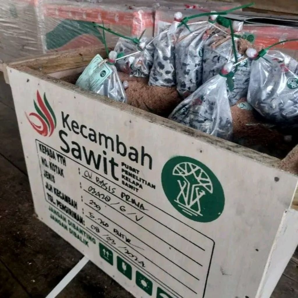 kecmbah sawit ppks Medan 1 putir