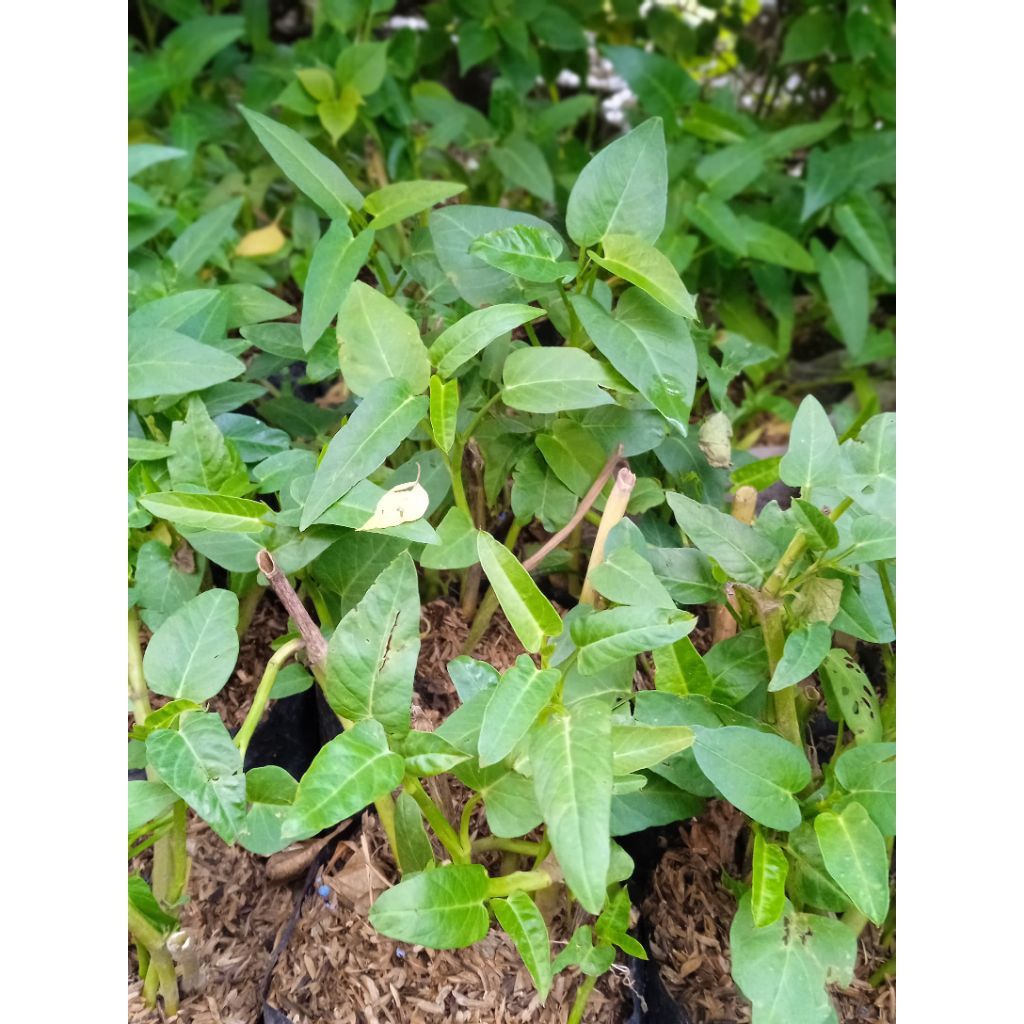 Bibit sayuran kangkung