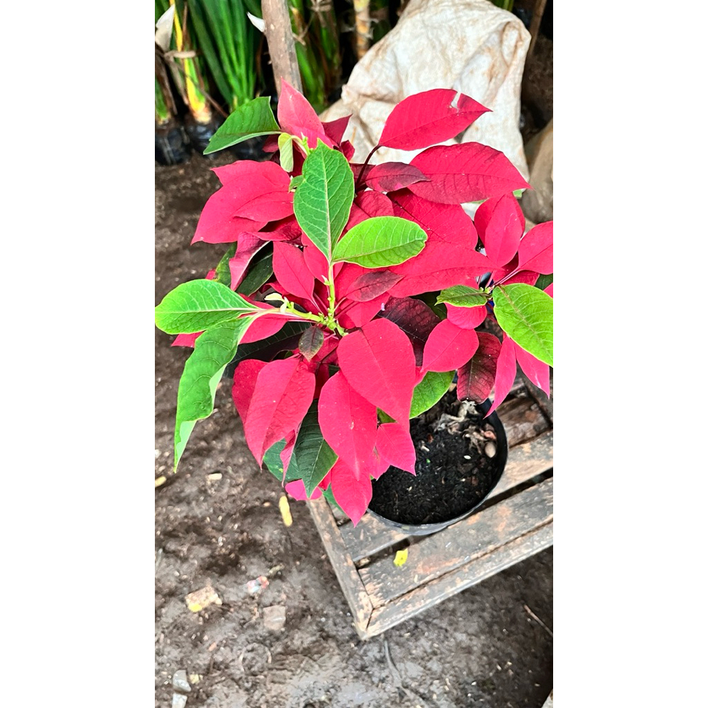 Tanaman hias kastuba merah - bunga kastuba - kastuba tanaman pot
