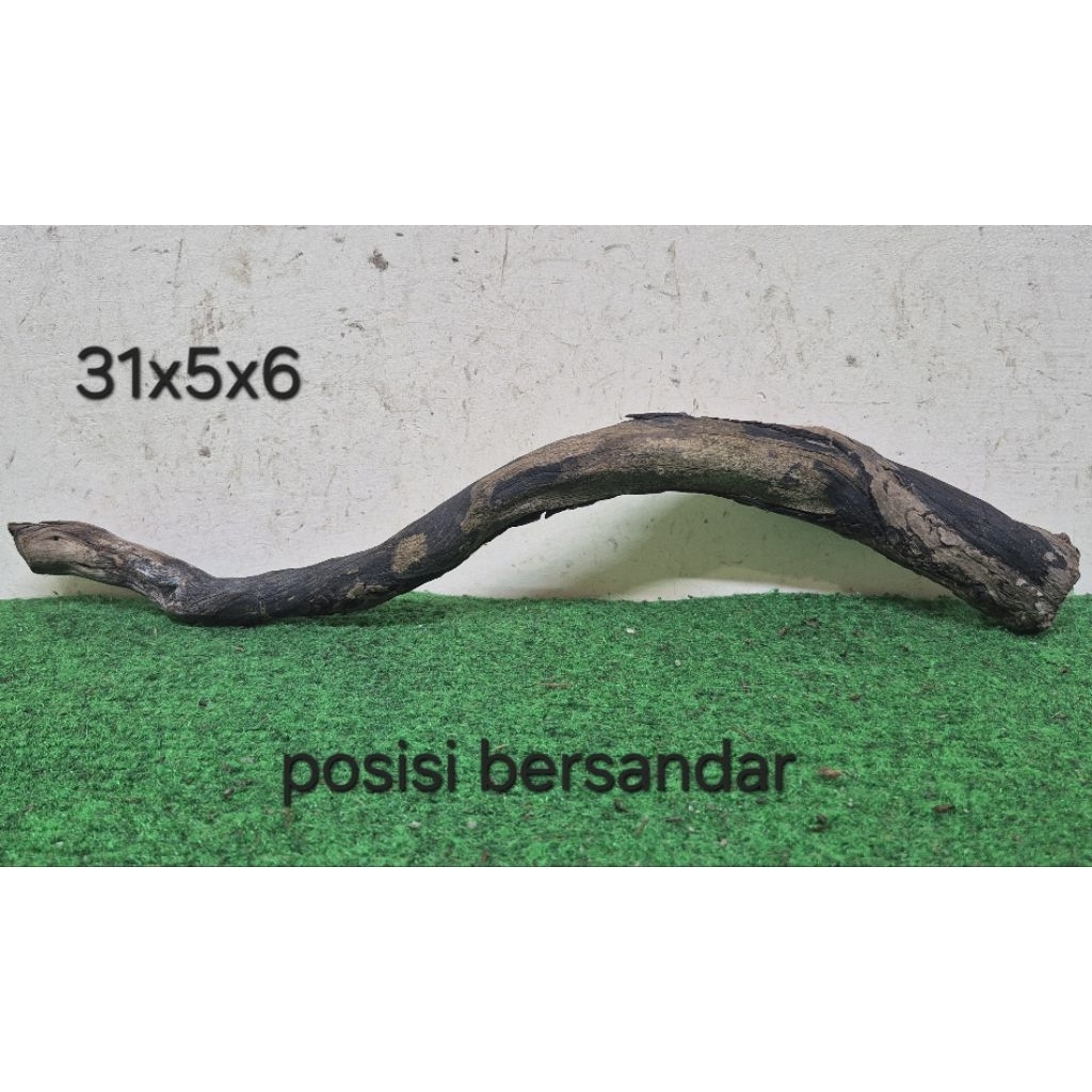 Kayu Santigi Laut Kecil 31cm Aquascape Aquarium Taman 31x5x6 D1
