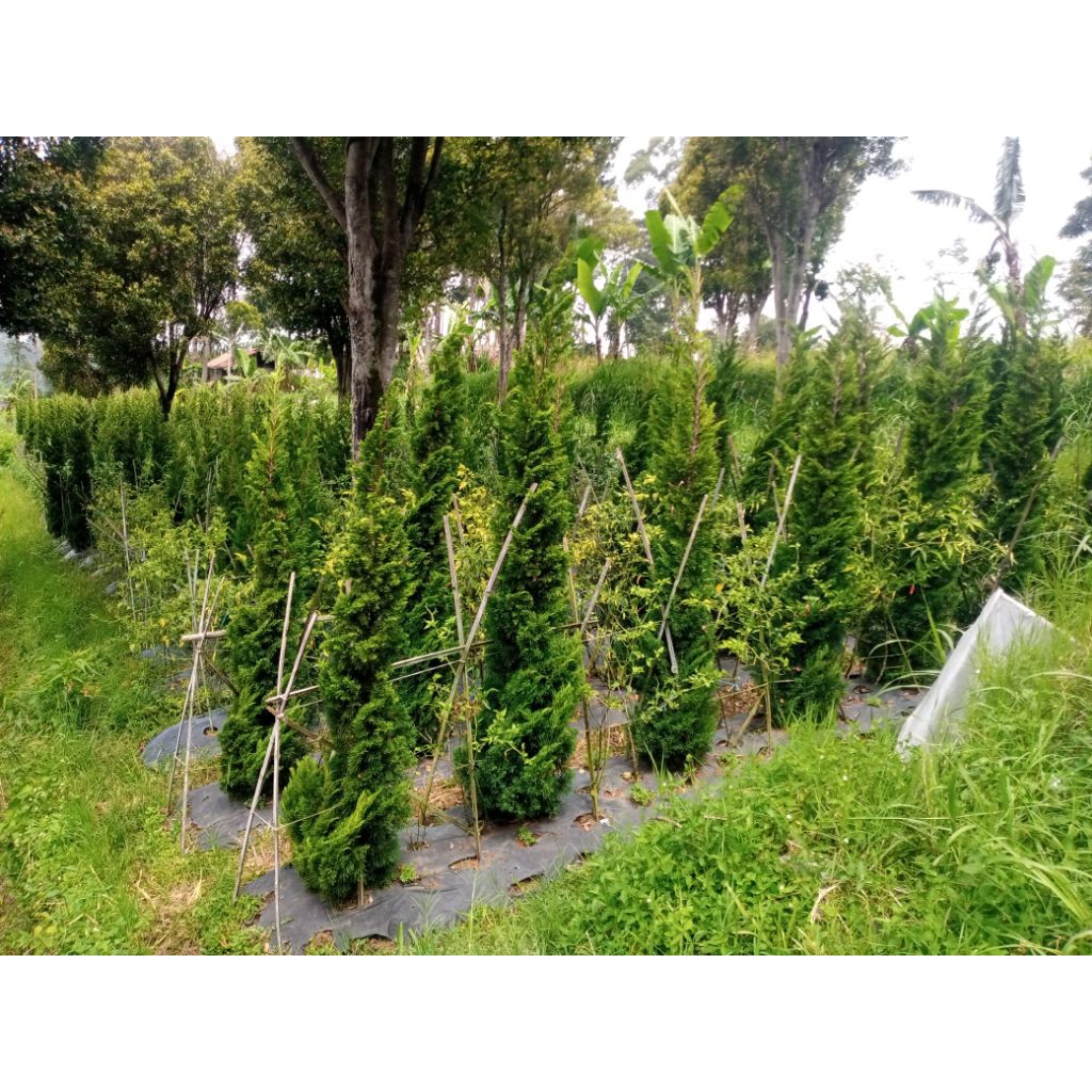 Cemara pua pua/ Cemara natal