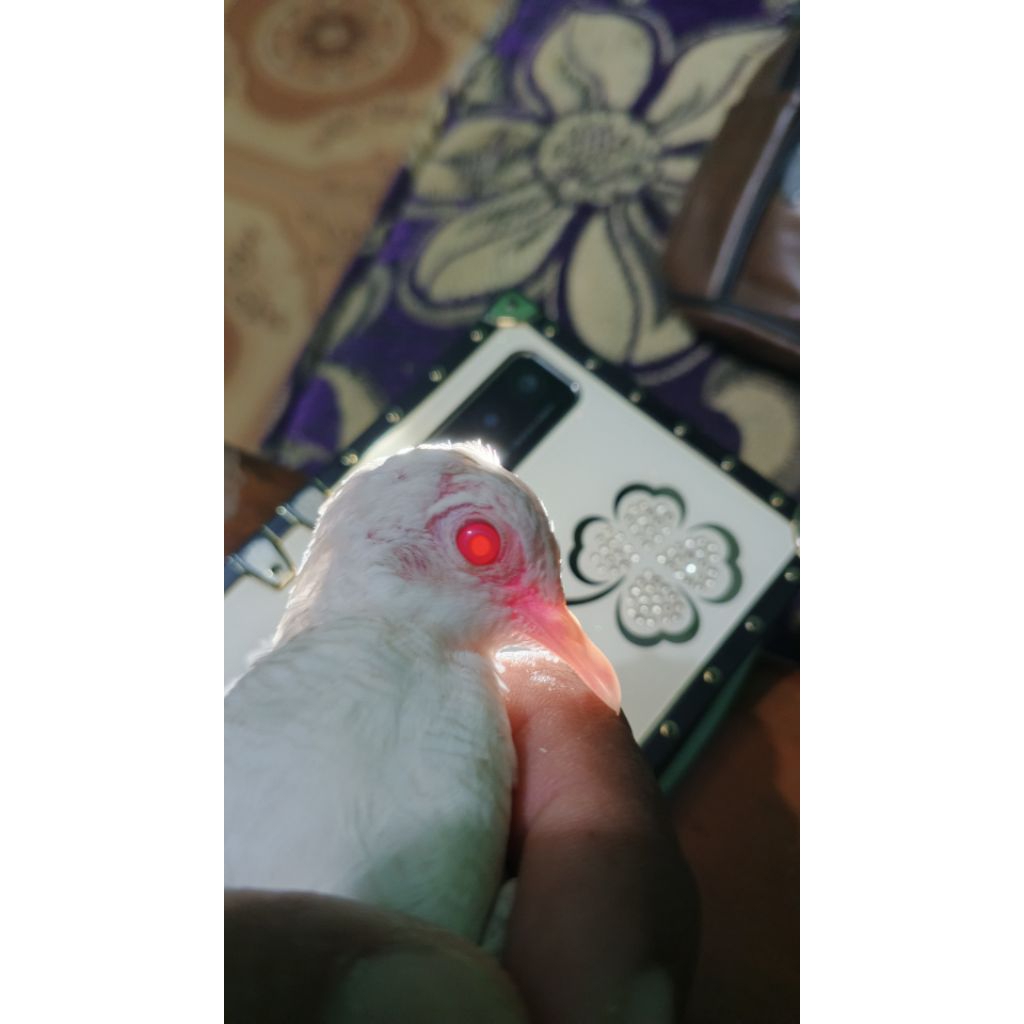 perkutut putih lurik mata merah jantan 4 bulan/ Lampung&jambi bisa kirim