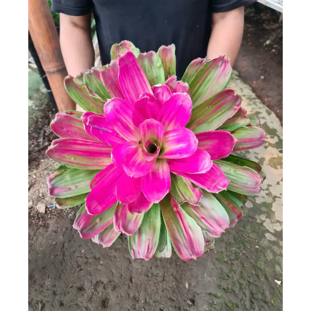 Tanaman Hias Bromelia - Tanaman Bromelia Pink - Bromelia pink