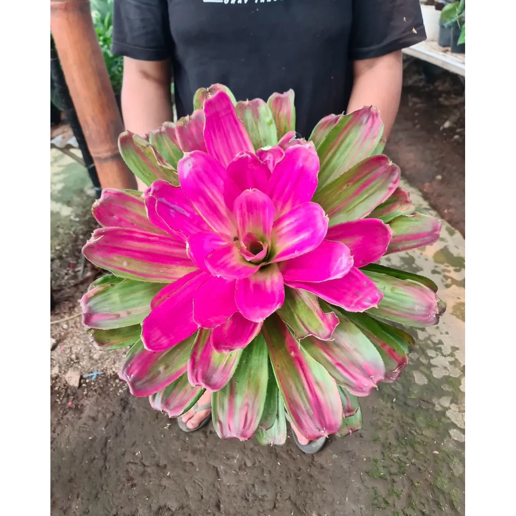 Tanaman Hias Bromelia - Tanaman Bromelia Pink - Bromelia pink