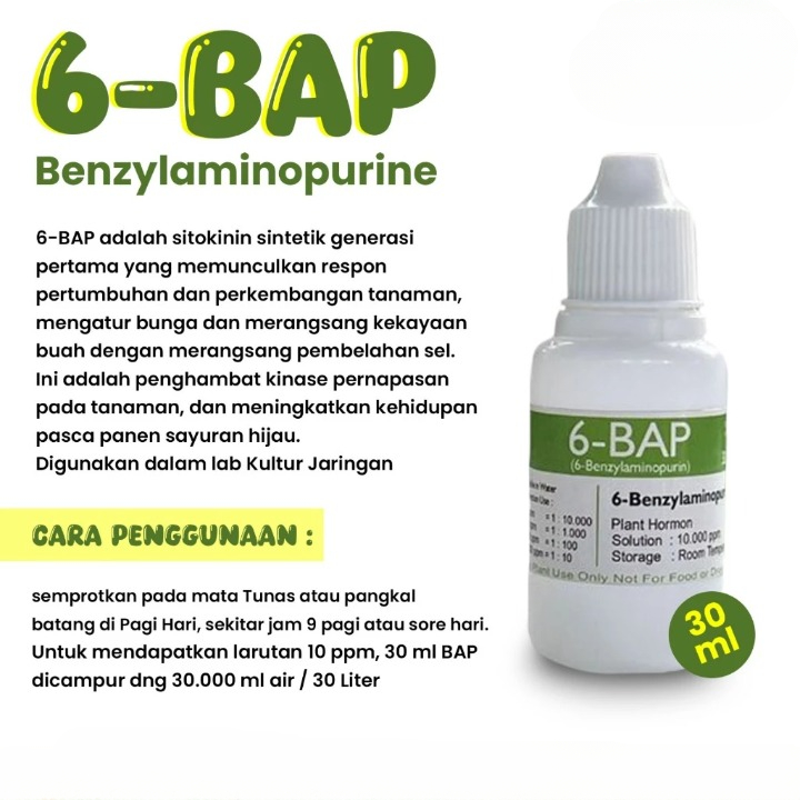 6 Bap Hijau Penumbuh Tunas Keiki Tanaman Anggrek Perangsang Bunga Zpt