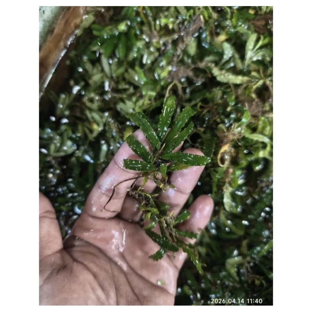 Buce batangan medium bucephalandra M