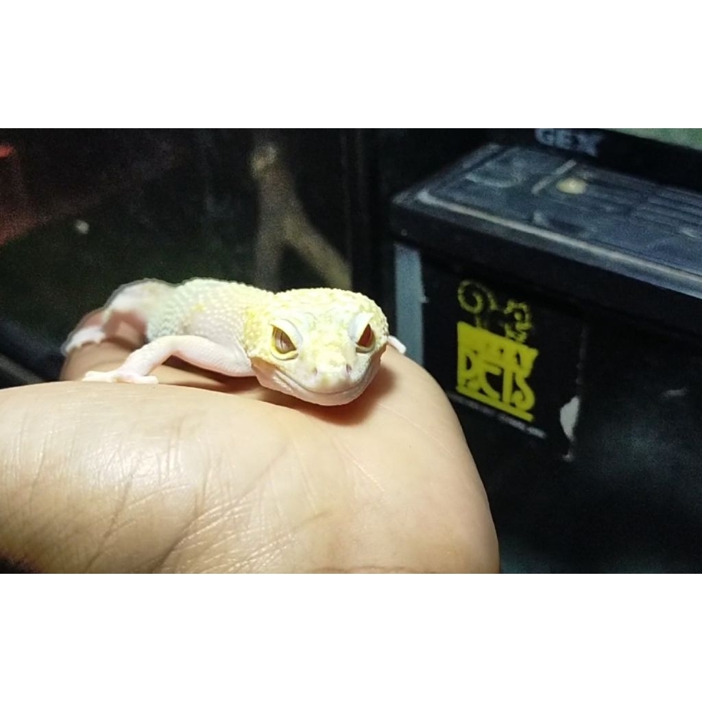 rare item hewan gecko mata pliplop