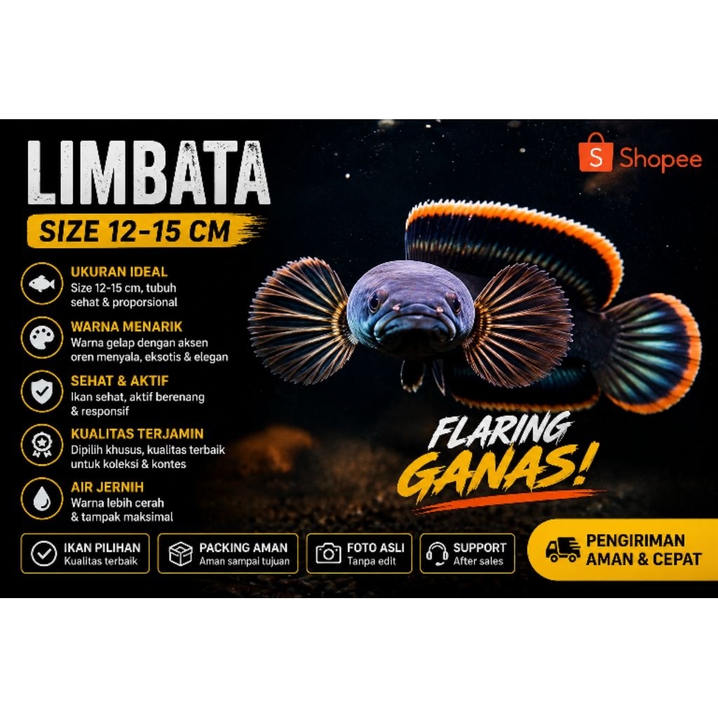 Chana Limbata Size 12-15 cm | Hiasan akuarium
