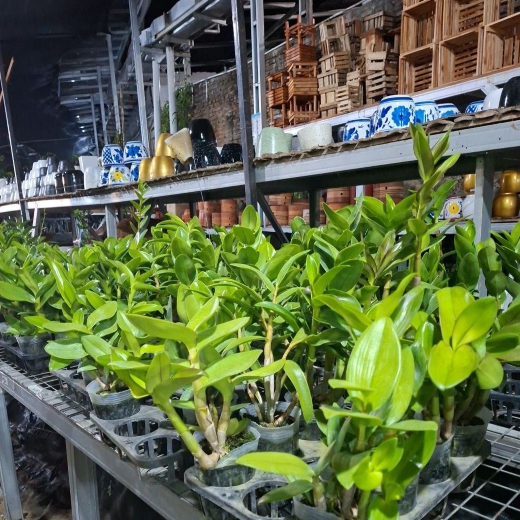 dendrobium kriting dewasa rimbun