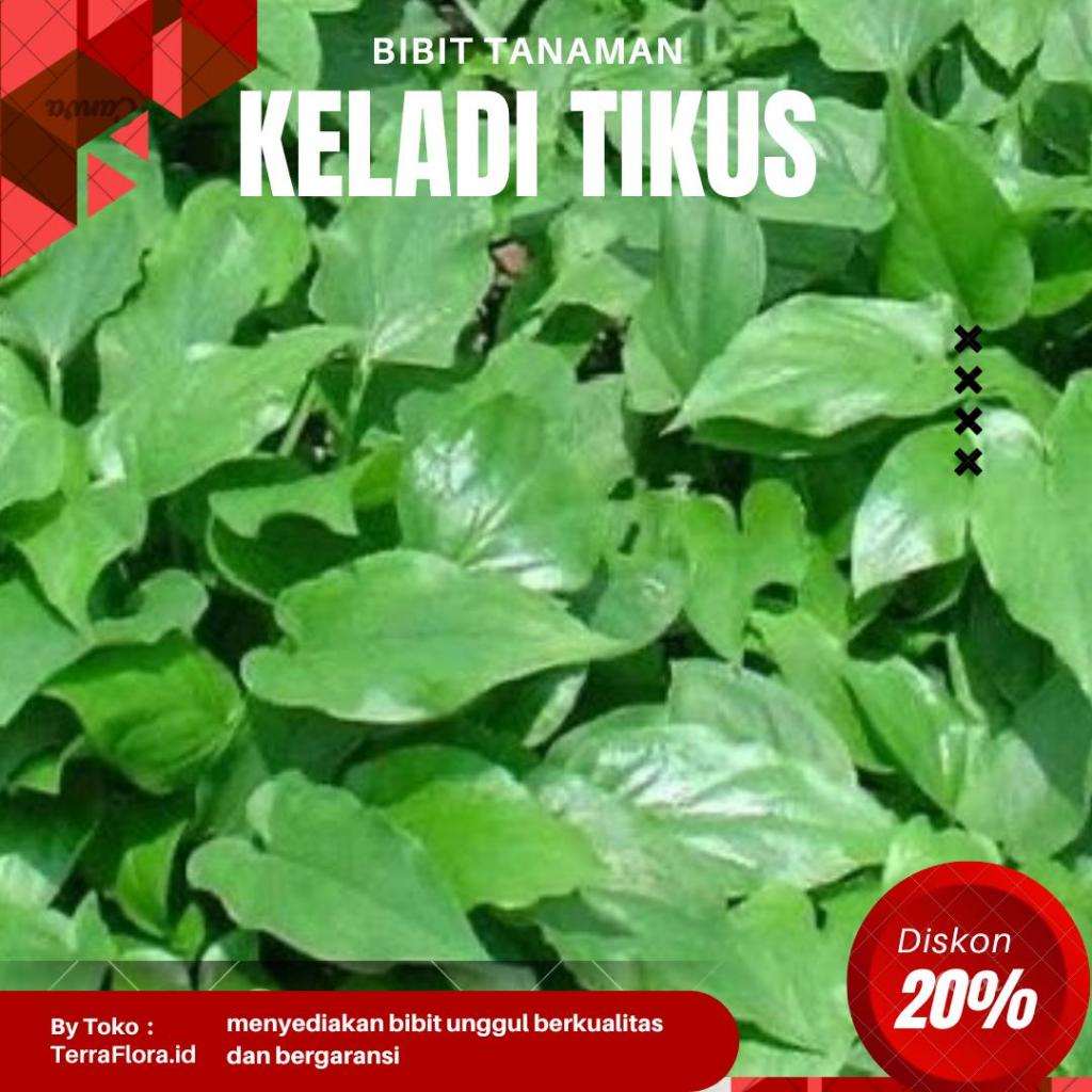 Bibit keladi tikus asli herbal oriinal tanaman siap tanam