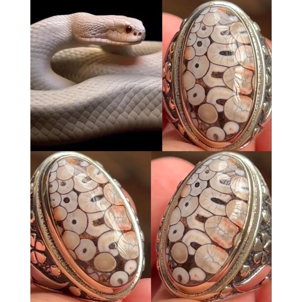 JHIPEN SISIK ULAR KING COBRA SISIK ANTIK LANGKA TOP COLECTOR ITEM CONTEST