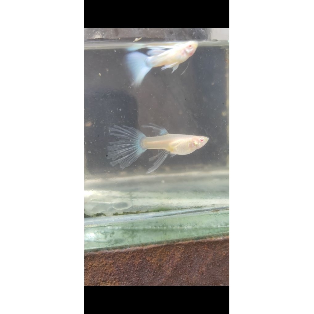 hiasan akuarium guppy albino blue sky ribbon swr