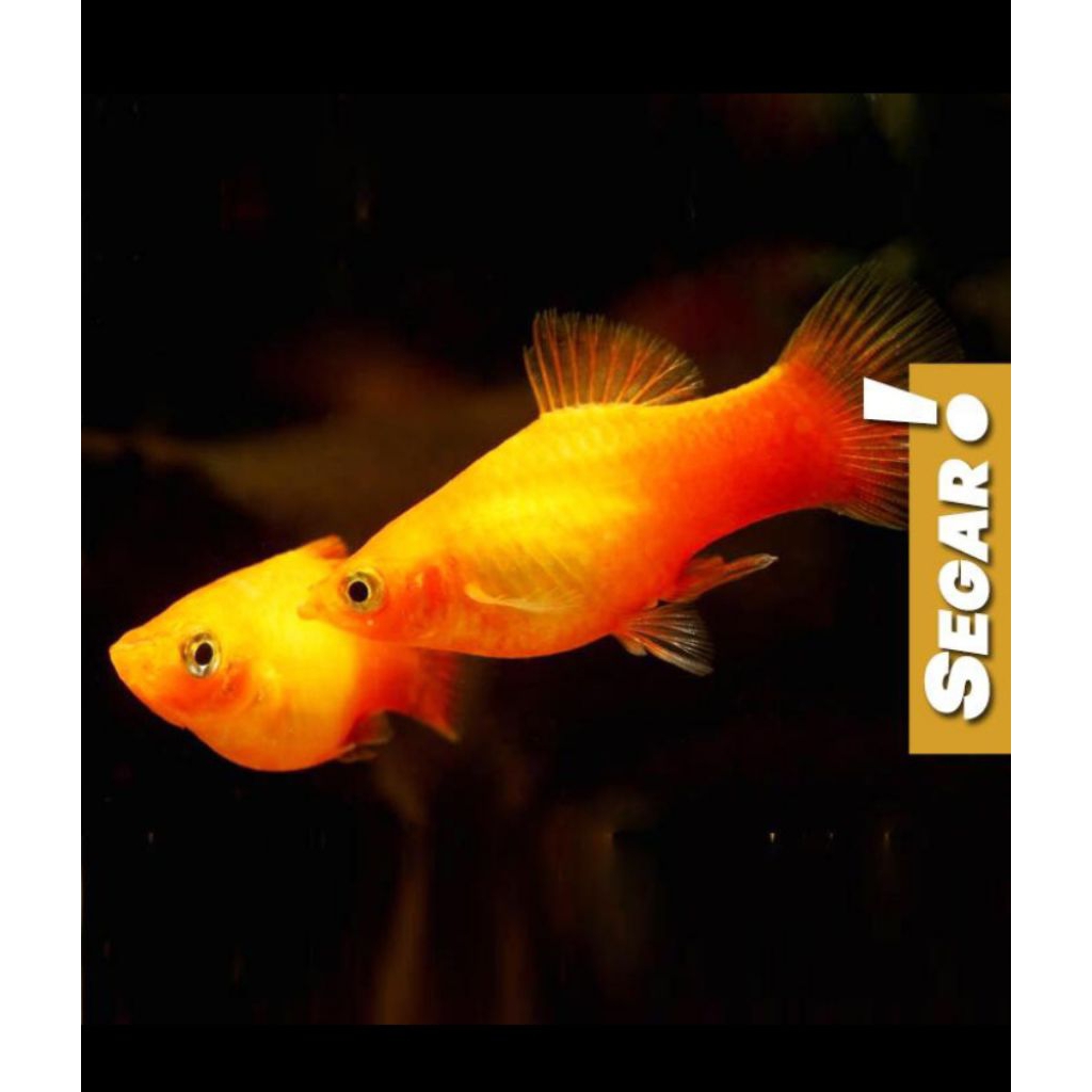 Platy Sunset Size Indukan Ikan Hias Aquascape Hiasan Tanaman Air Aquarium
