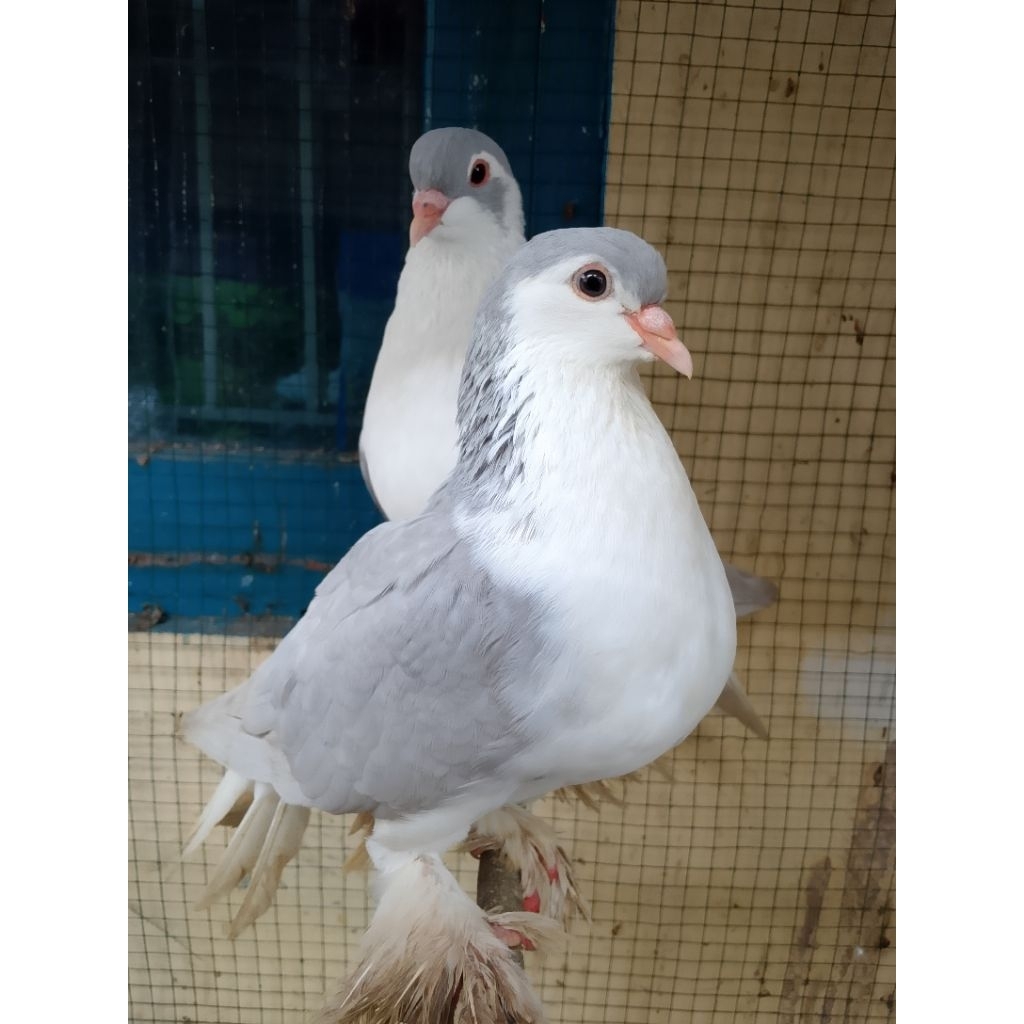 Merpati silver lahore india indukan siap ternak