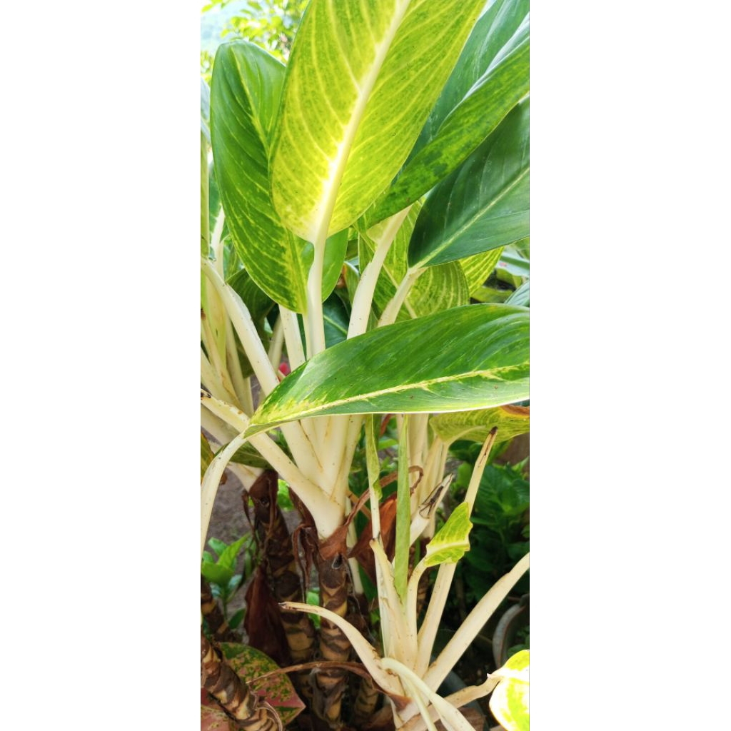 Aglaonema/Sri Rejeki. 