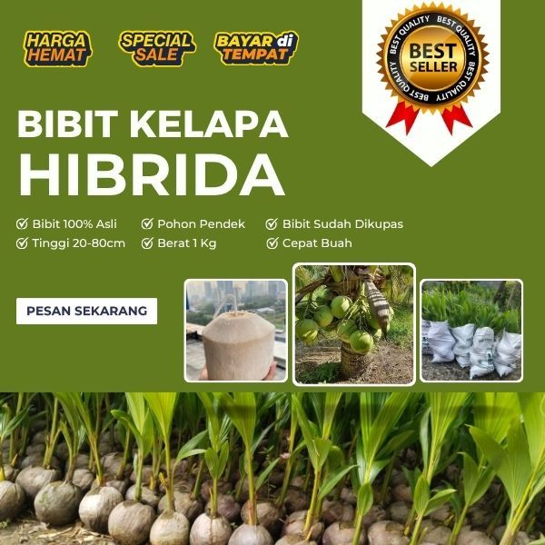 BIBIT SUPER  Tanaman Kelapa Hibrida Besar, Tanaman Kelapa Hibrida F1