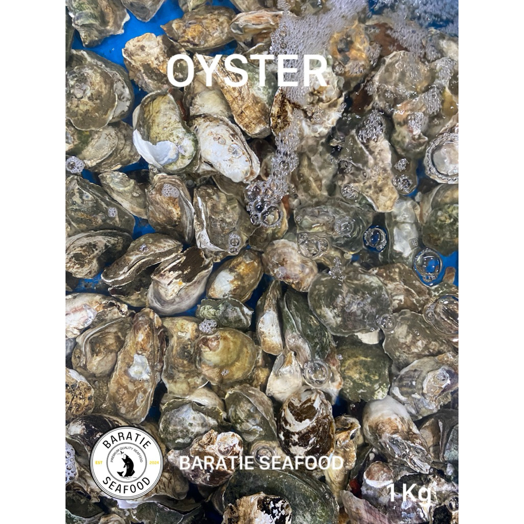 Kerang Tiram Oyster Hidup JUMBO (1 kg isi 2-3)