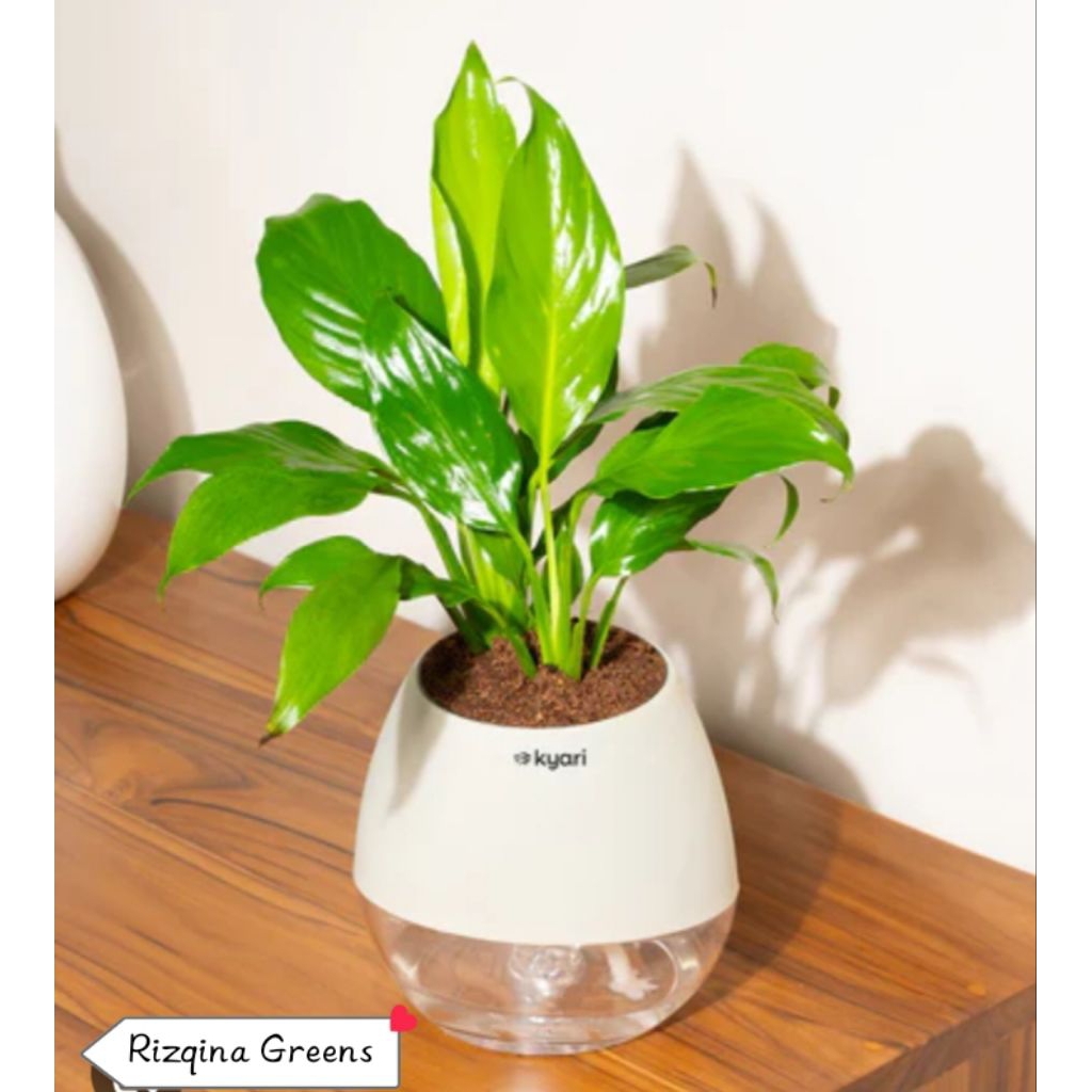 Tanaman Hias Peace Lily Spatufillum Pembersih Udara, Mudah Dirawat/ Tanaman Hias Rizqina Greens/ Tan