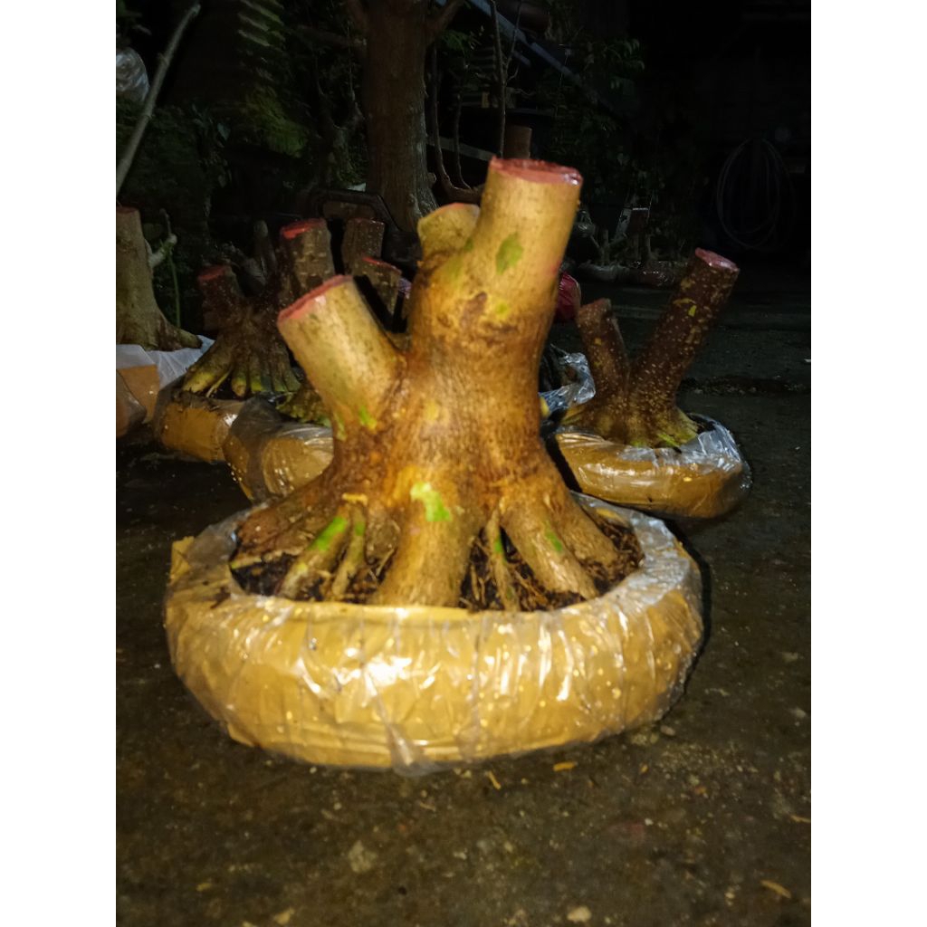 bahan bonsai Sancang mamean bogel ekonomis