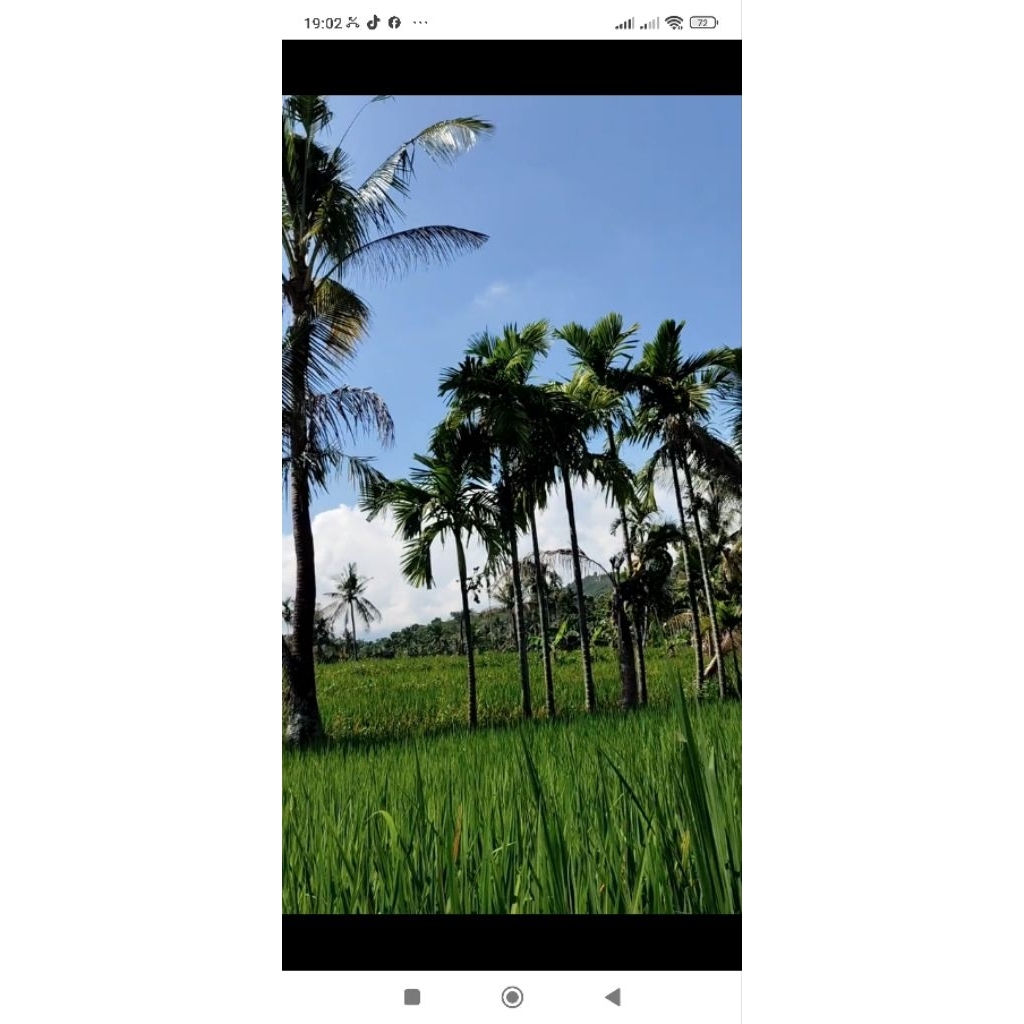 pinang muda segar