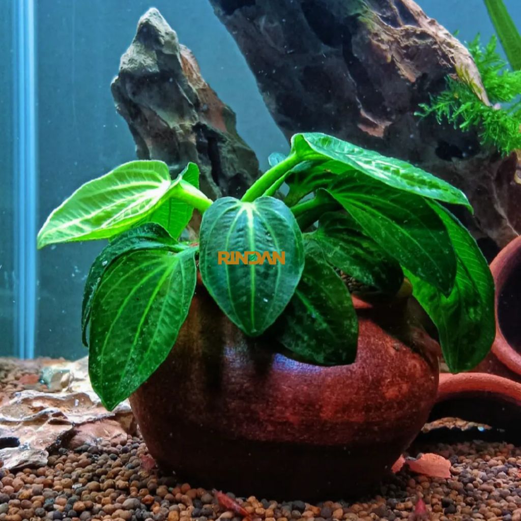 Echinodorus Iguazu Original 2009 full daun air.