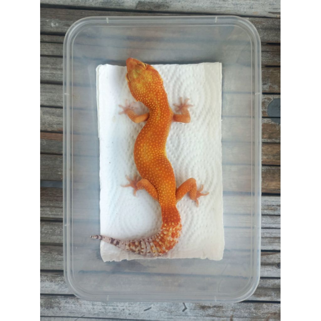 MAINAN GECKO SUNGLOW TOMATO ADULT SESUAI FOTO