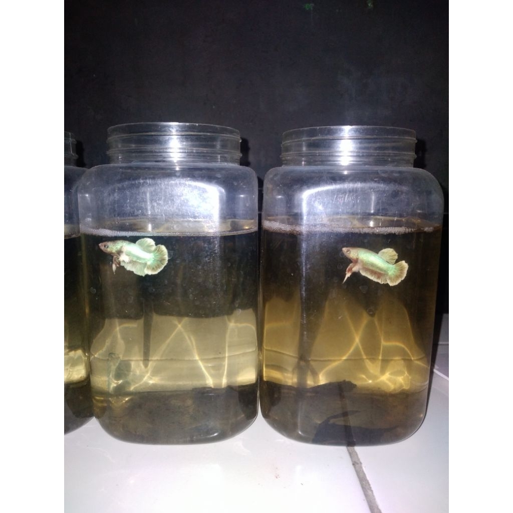 Ikan cupang Dumbo ear