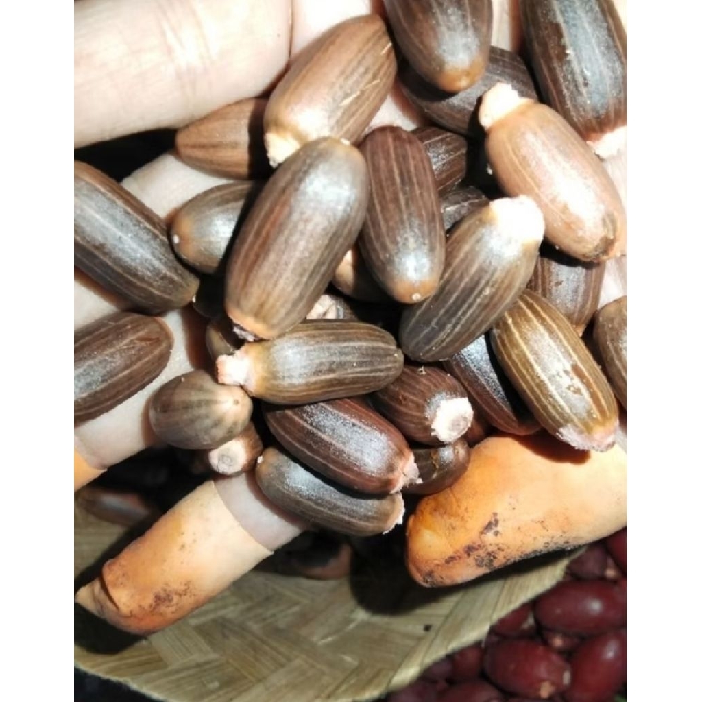 BIJI MELINJO KUPAS | MELINJO BIJI 100% ORIGINAL