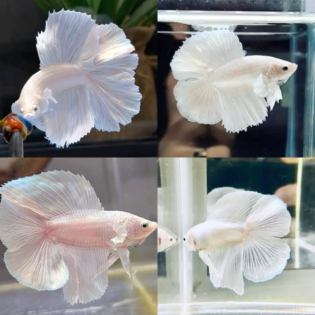 [Chan Aquatic] Cupang Halfmoon Double Tail White Platinum Size M+ Umur 4 Bulan