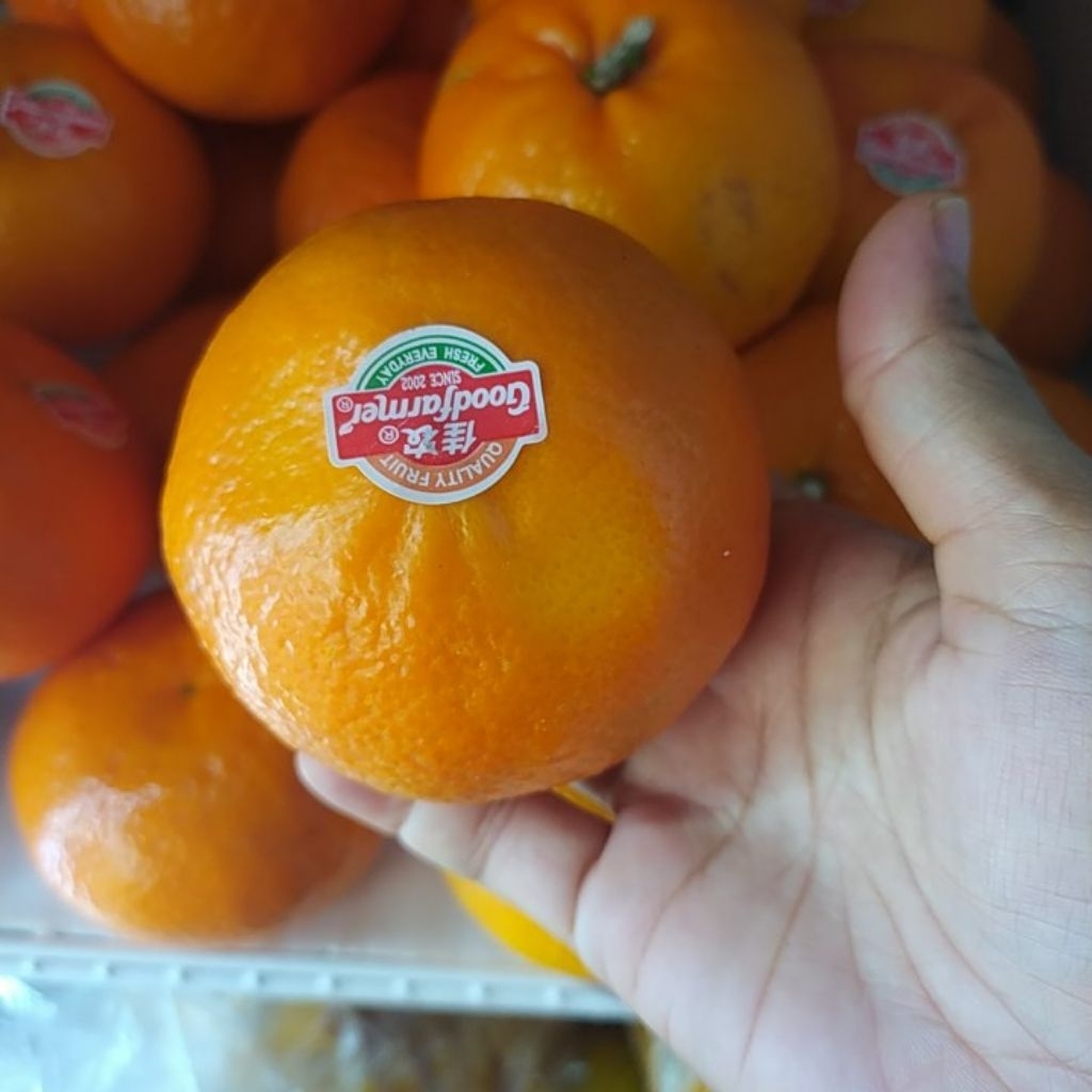 Jeruk Wogan/Wokam/ Jeruk mandarin