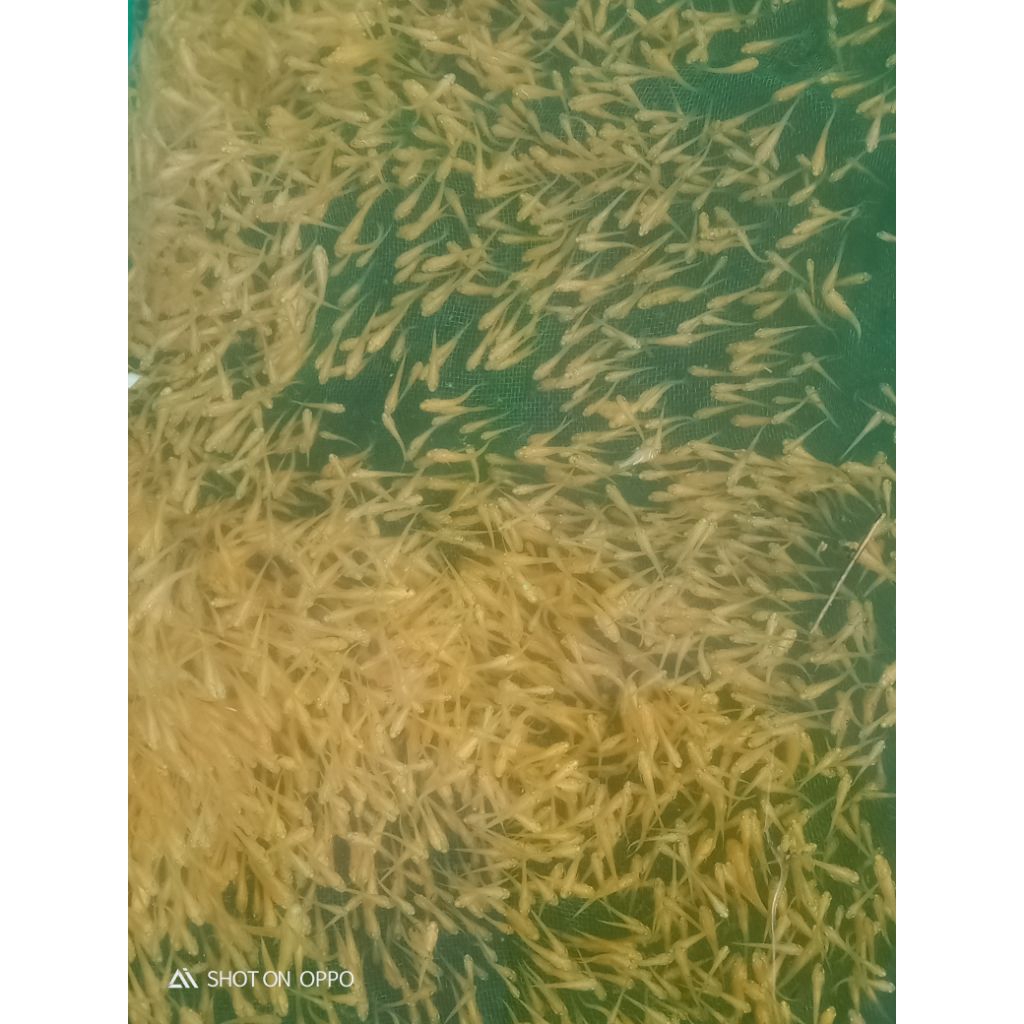 burayak koi platinum
