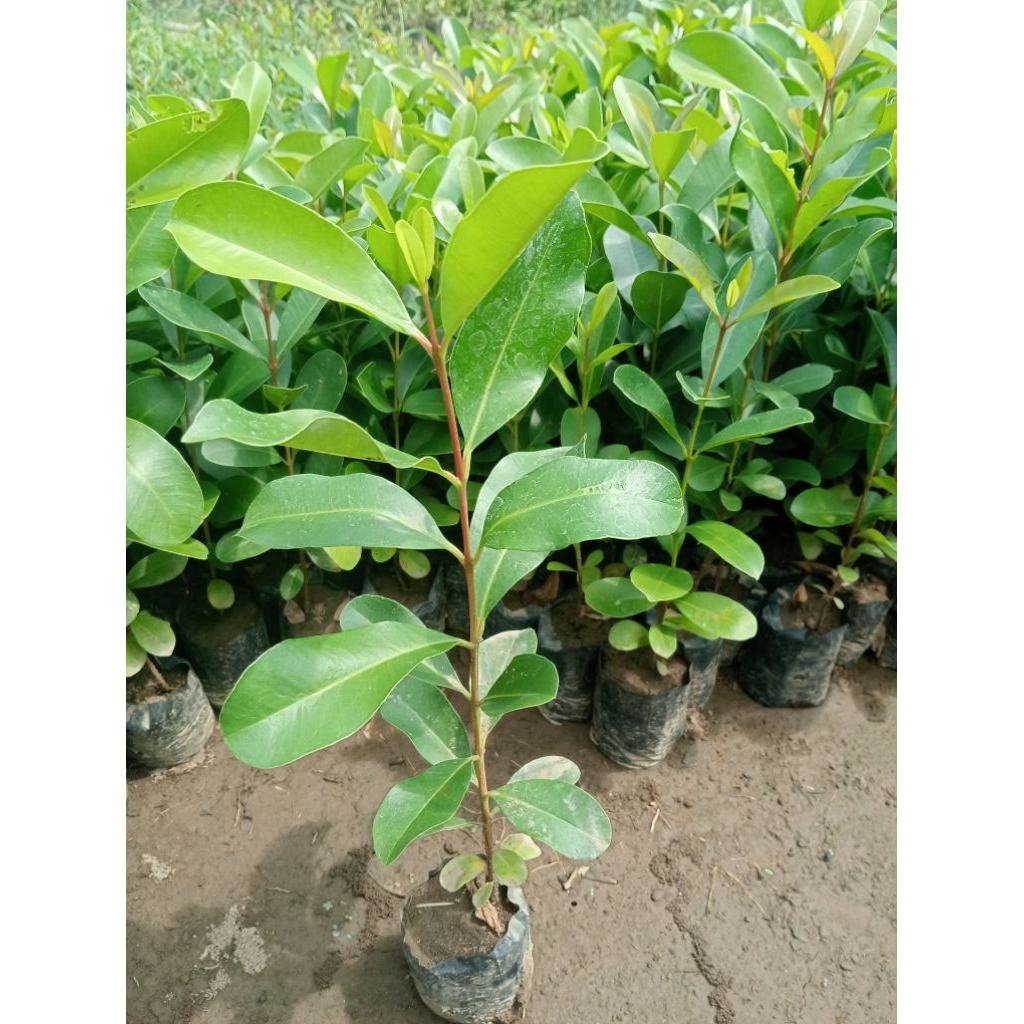 BIBIT JAMBLANG/JUWET CEPAT BERBUAH