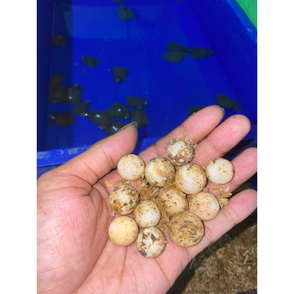 telur bulus vertil