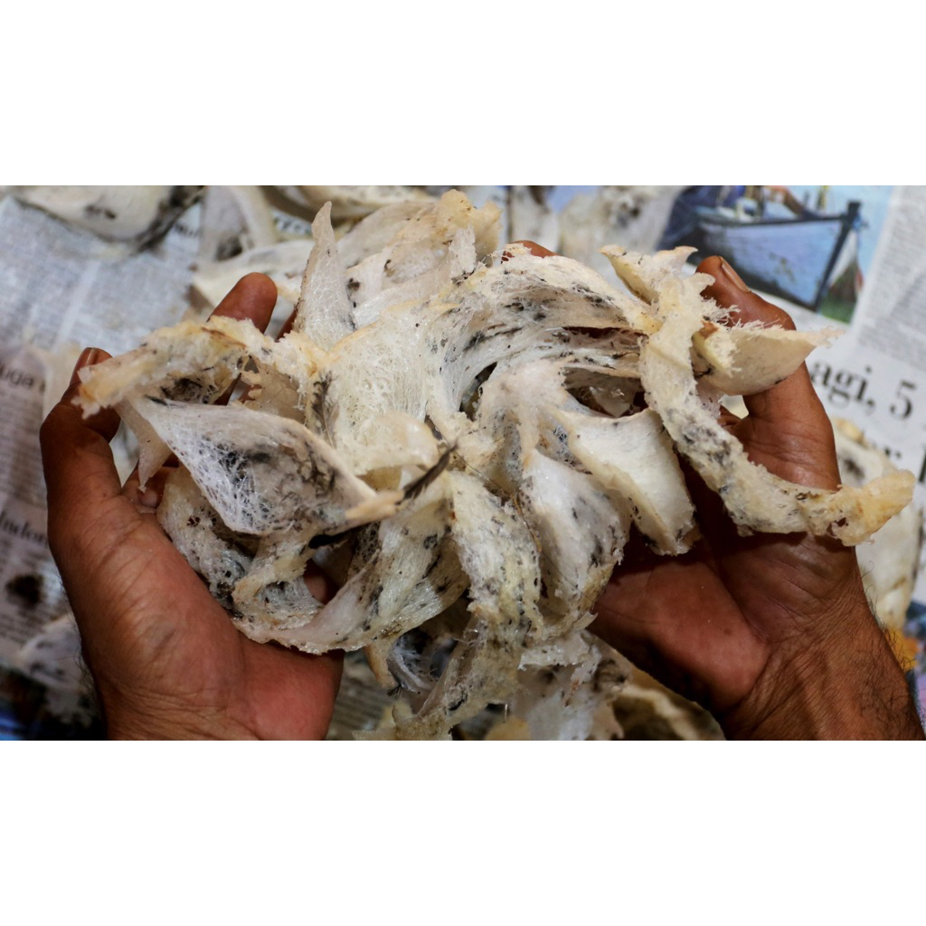 sarang burung walet original asli 100% kemasa 20gram